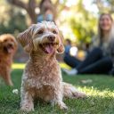 Dog park event at alamar